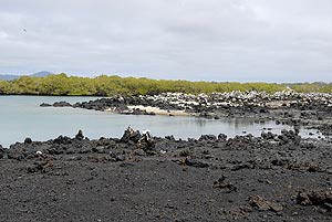 isla tintoreras